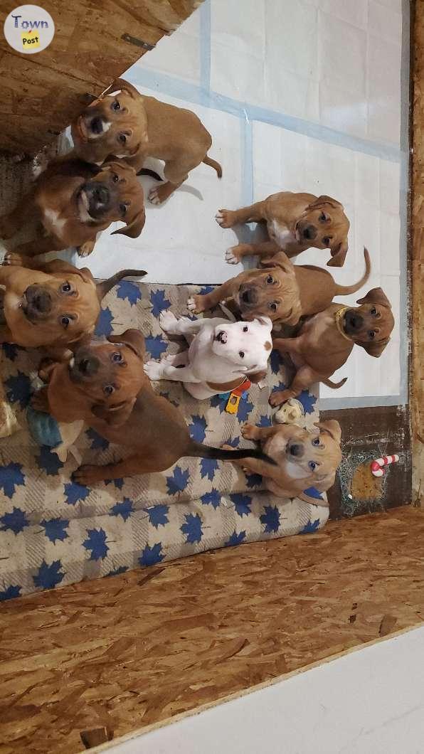 Photo of Boxer cross puppies 