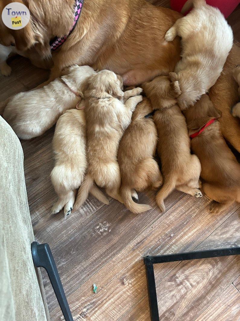 Photo of Golden retriever pups.   Hunting stock 