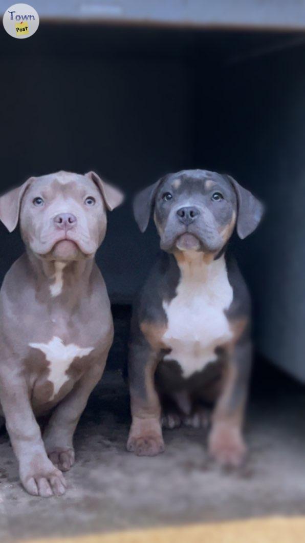 Photo of Blue eyed purebred american bully puppies 