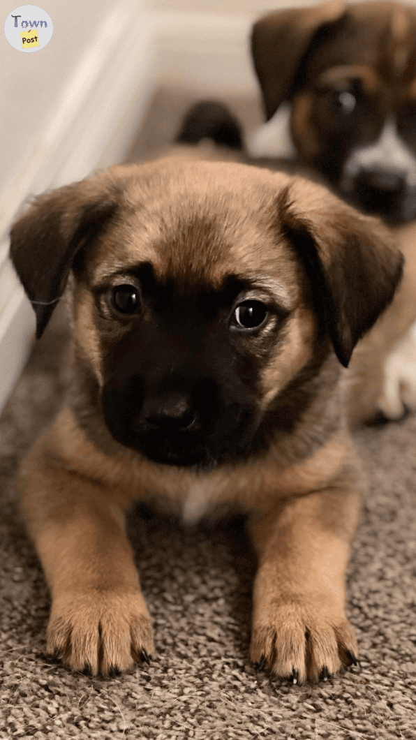 Photo of Belgian Malinois / Rottweiler x puppy for sale