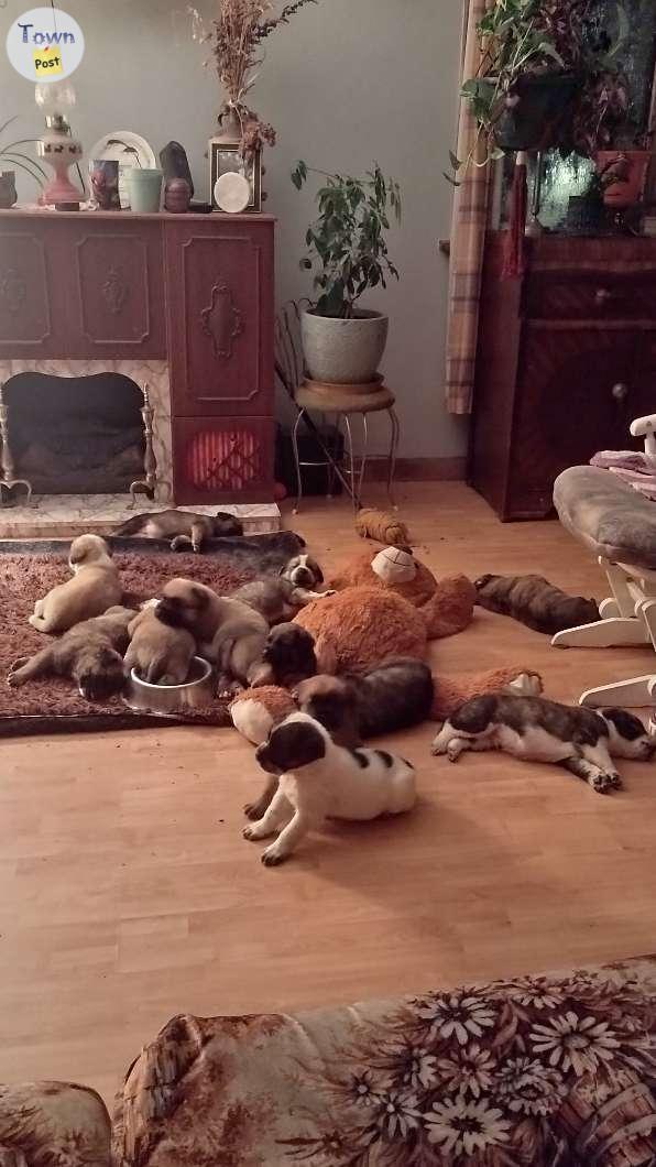 Photo of English mastiff/great pyrenese x chocolate lab puppies