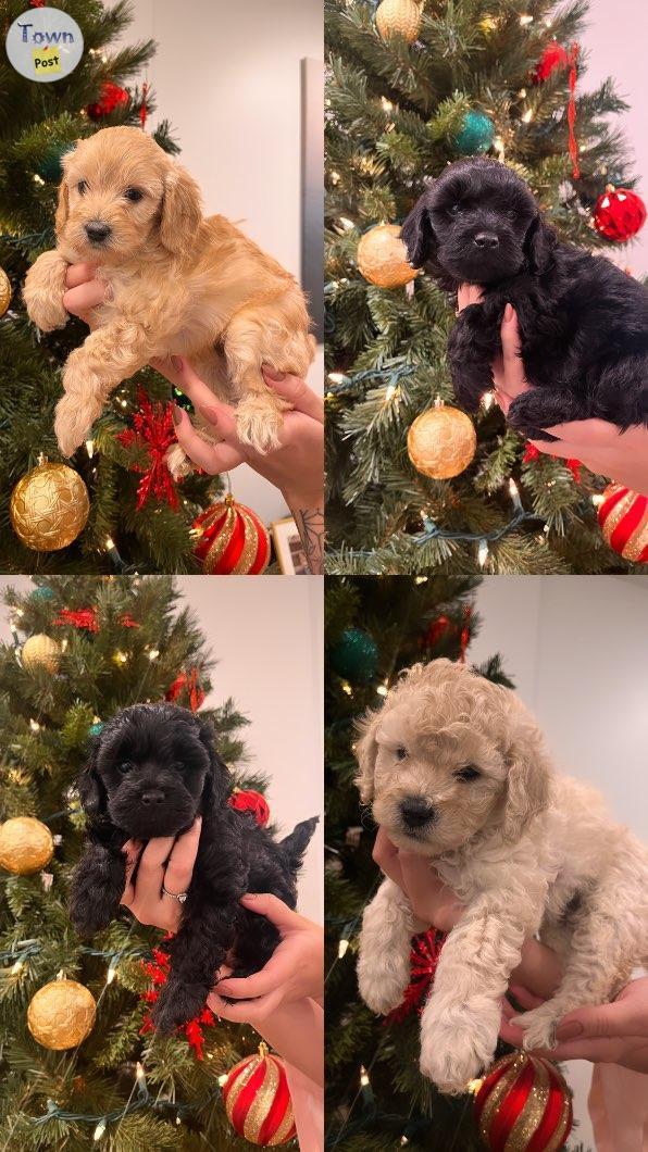 Photo of F1b Cockapoo puppies 