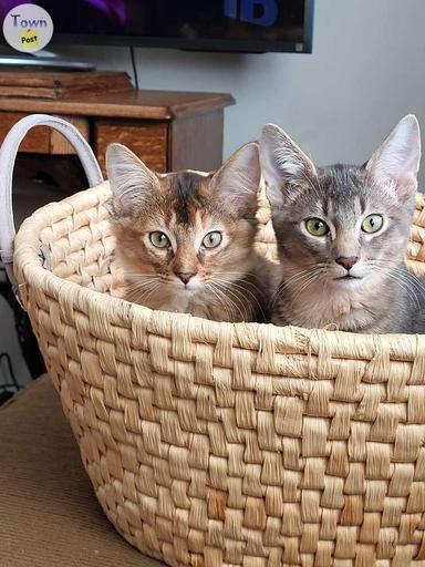 Photo of Abyssinian X Kittens - 1