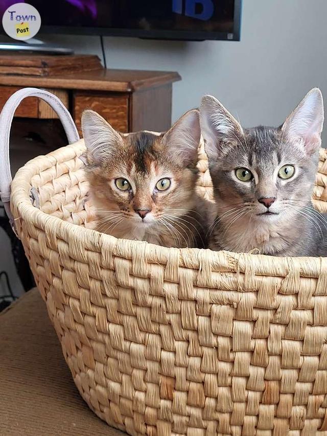 Photo of Abyssinian X Kittens