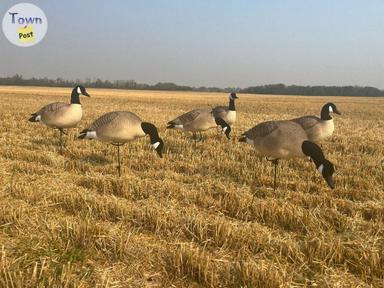 Photo of NIB Canada Goose Decoys - 1