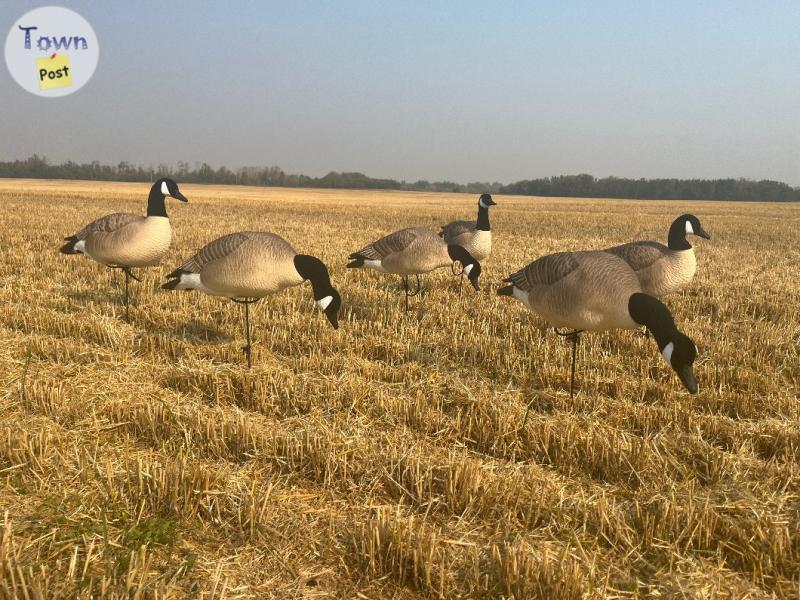 Photo of NIB Canada Goose Decoys