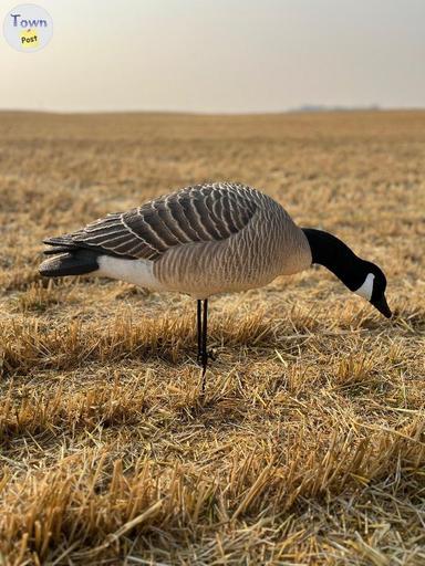 Photo of NIB Canada Goose Decoys - 2