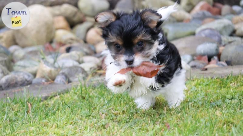 Photo of Yorkie puppies for sale 1 boy 1 girl left