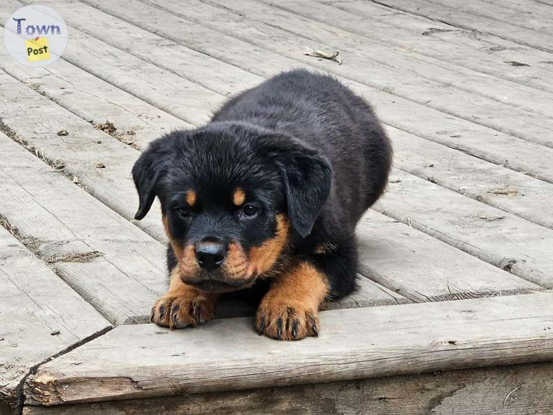 Photo of Rottweiler Puppies 