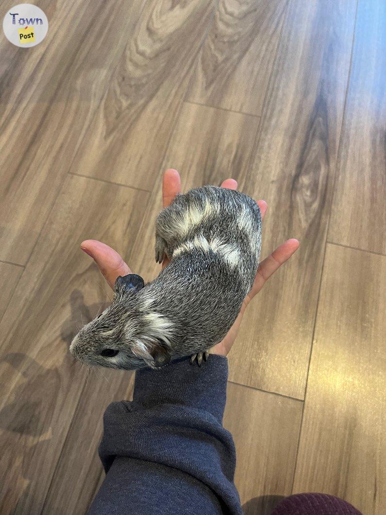 Photo of Baby Guinea pig