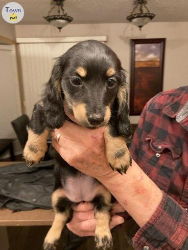 Photo of Purebred Longhaired Mini Dachshund  - 1