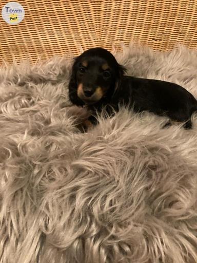 Photo of Purebred Longhaired Mini Dachshund  - 2