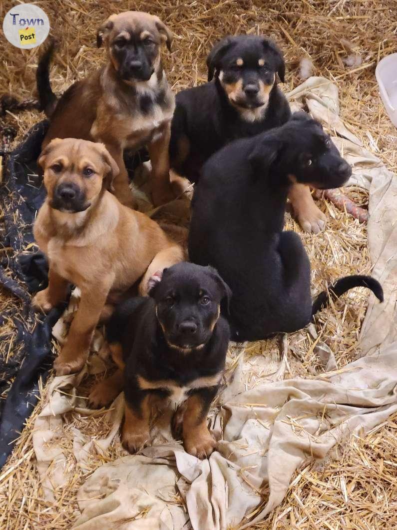 Photo of Rottweiler/cross puppies 