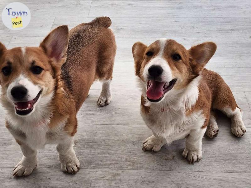 Photo of Cute Welsh Corgi's puppies ...ready to go ! Fully vaccinated