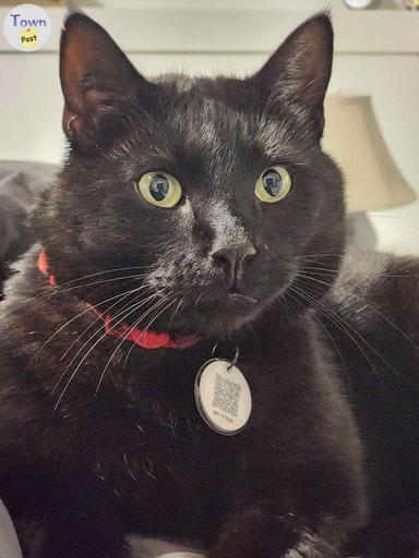 Photo of $200.00 REWARD FOR MISSING BLACK MALE CAT - 1