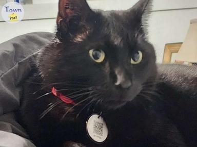 Photo of $200.00 REWARD FOR MISSING BLACK MALE CAT - 2