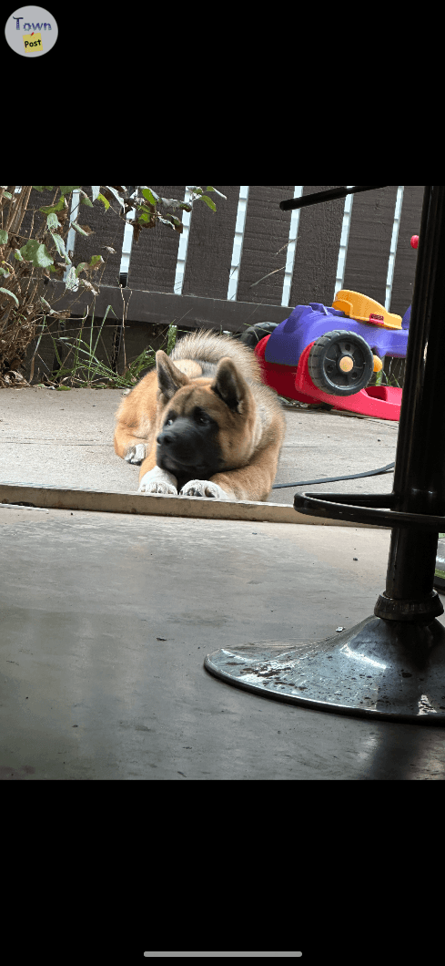 Photo of American Akita