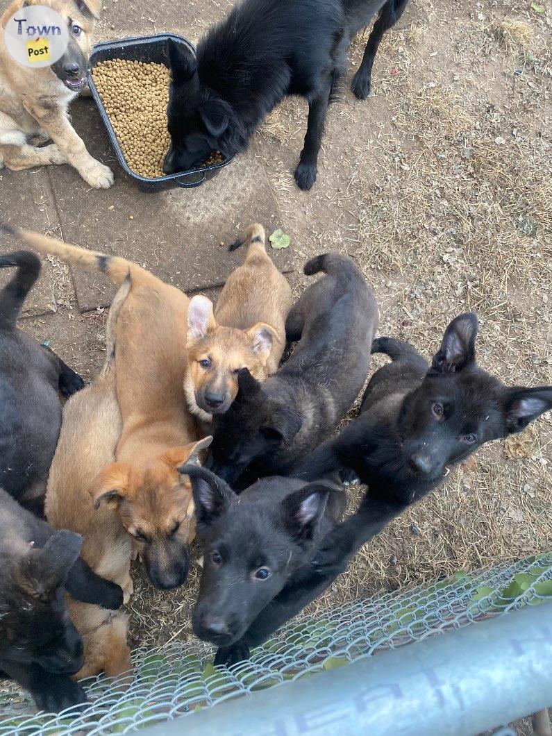 Photo of German Shepherd puppies 