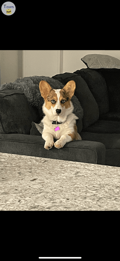 Photo of 8 month old male cardigan corgi