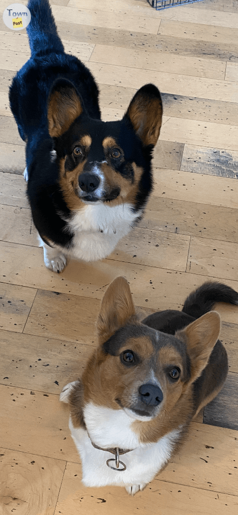 Photo of Tri-color Corgi Puppies