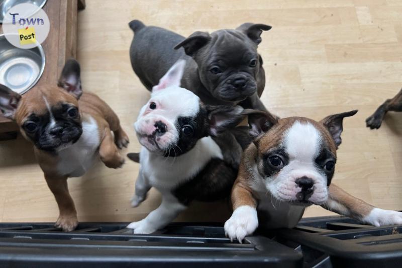 Photo of Frenchton Pups 