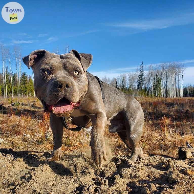 Photo of STUD American Bully