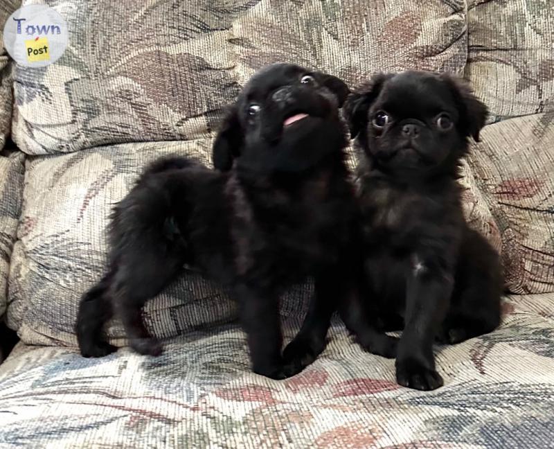 Photo of Pug puppies