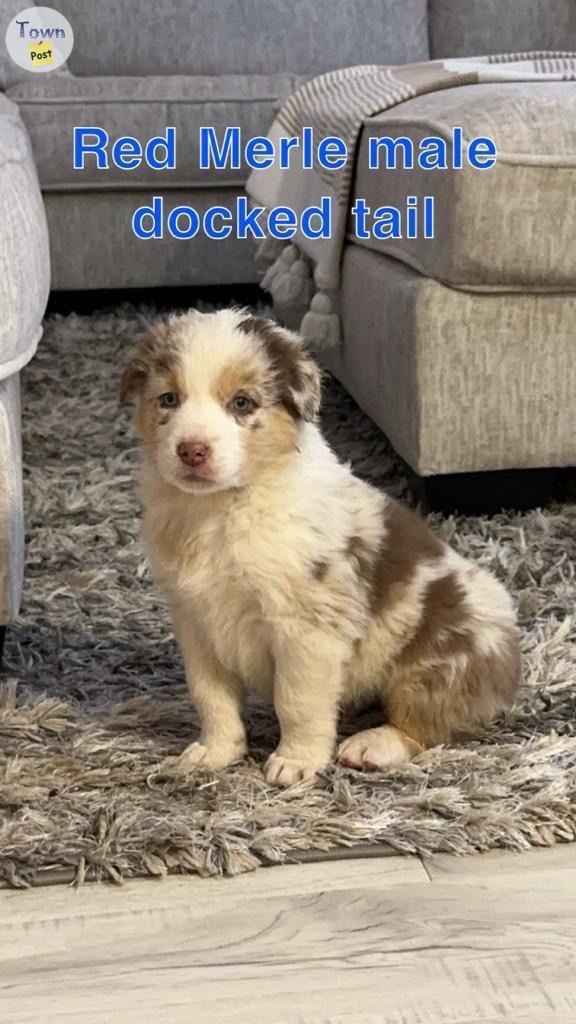 Photo of Purebred Australian shepherd 