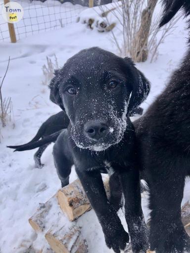 Photo of Golden Mountain Dog Puppies - 1