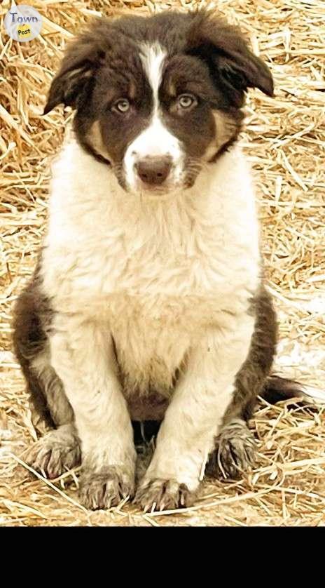 Photo of Purebred border collie pups