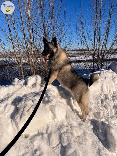 Photo of CKC Norwegian Elkhound MALE - 1