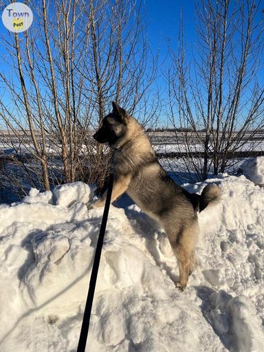 Photo of CKC Norwegian Elkhound MALE - 2