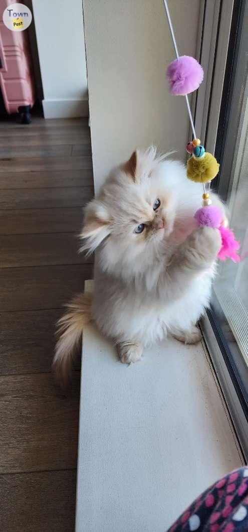 Photo of Himalayan Ragdoll Kitten Male