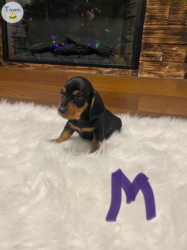 Photo of Mini dachshund  - 2