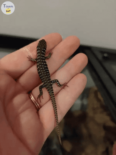 Photo of Baby Kenyan Zebra Skinks - 1