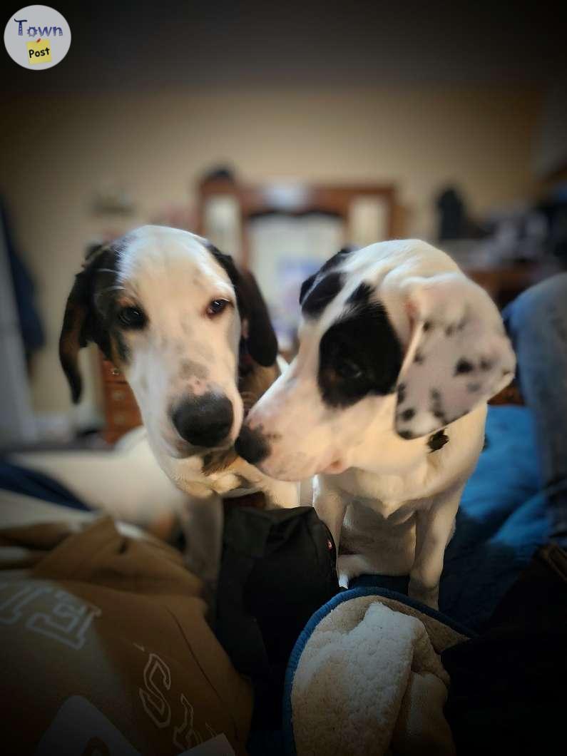 Photo of 6 month old puppies