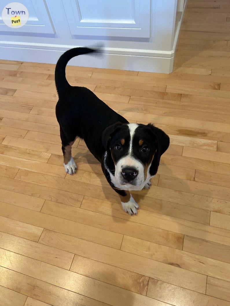 Photo of Greater Swiss Mountain Dog Puppies 