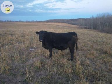 Photo of Grass feed beef  - 2