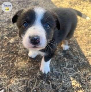 Photo of Border Collies 