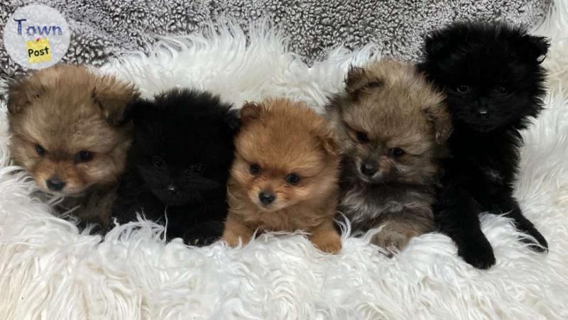 Photo of Pom Puppies