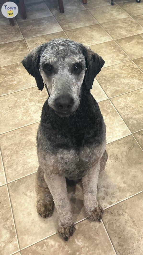 Photo of Standard poodle looking for good home