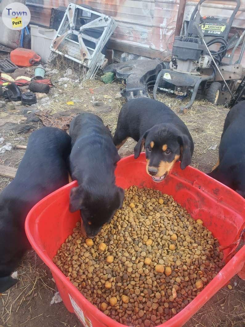 Photo of Pure bred Rottweiller puppys