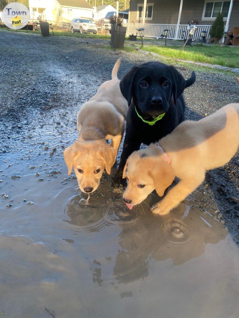 Photo of Lab puppies 