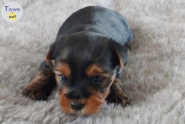 Photo of Yorkies - Pure breed