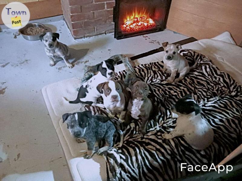 Photo of Pitheeler Puppies (pitbull heeler cross)