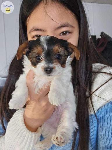 Photo of Purebred Biewer Yorkshire Terrier  - 1