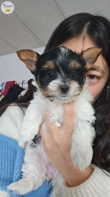 Photo of Purebred Biewer Yorkshire Terrier  - 2