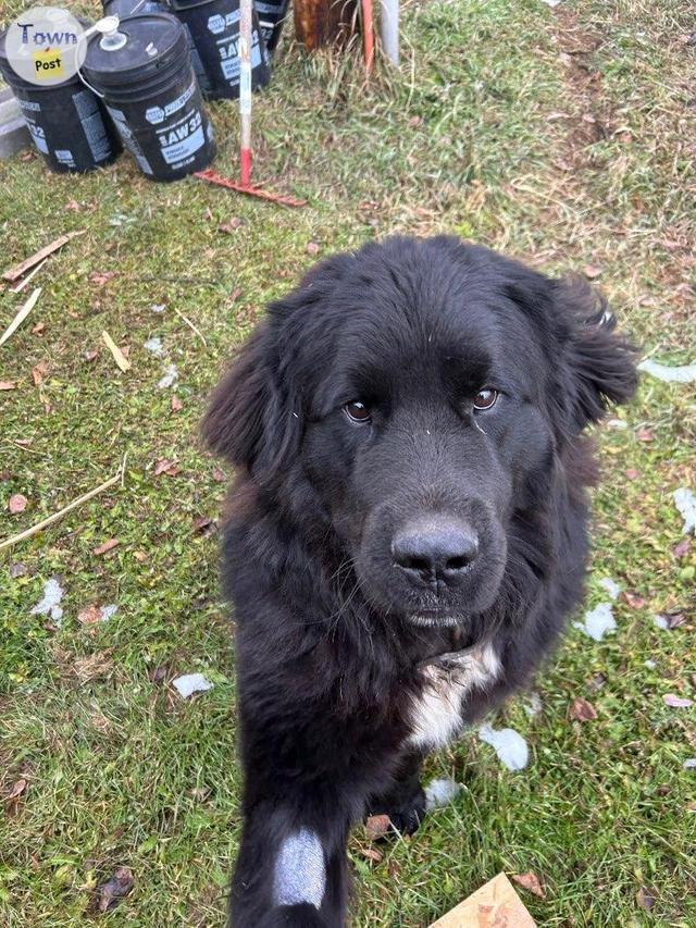 Photo of Newfander dog for sale 11 months old 