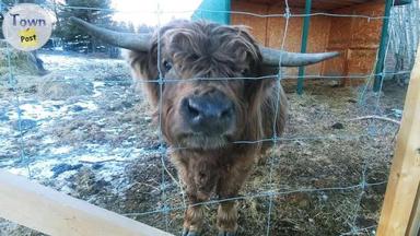 Photo of Scottish Highland Bull For Sale - Sherwood Park - 2