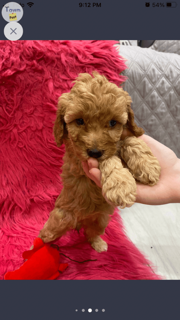 Photo of Toy poodle puppies 